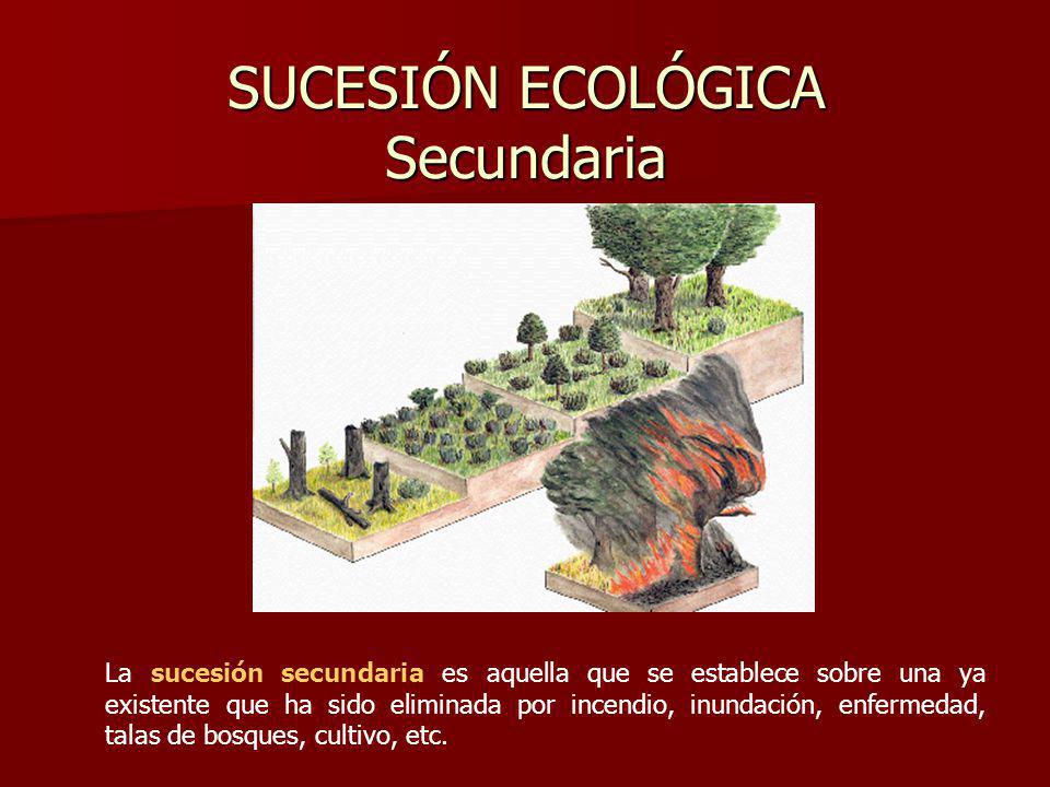SUCESIÓN ECOLÓGICA Secundaria