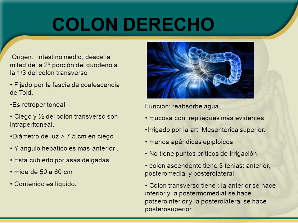 COLON DERECHO Origen: intestino medio, desde la mitad de la 2º porción del duodeno a la 1/3 del colon transverso.