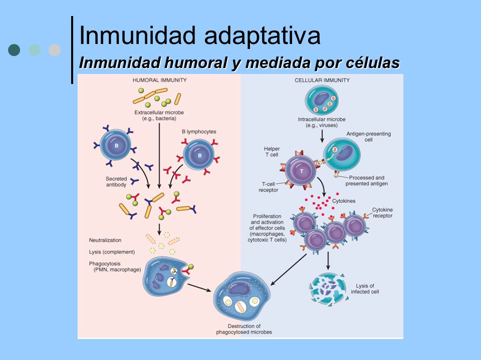 Inmunidad adaptativa Inmunidad humoral y mediada por células