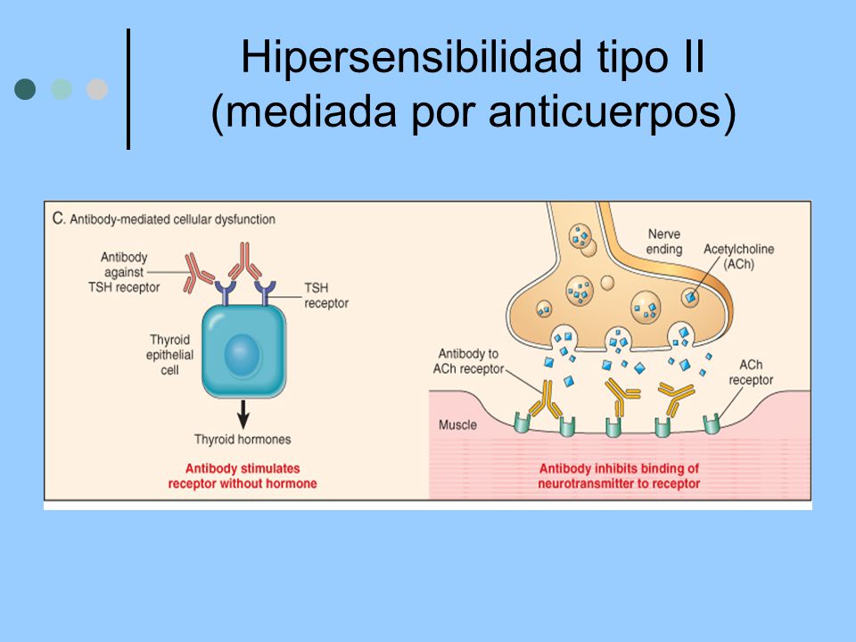 Hipersensibilidad tipo II (mediada por anticuerpos)