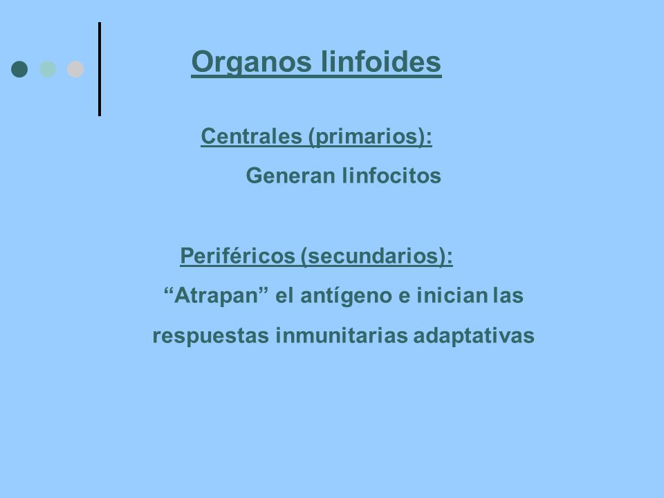 Organos linfoides Centrales (primarios): Generan linfocitos