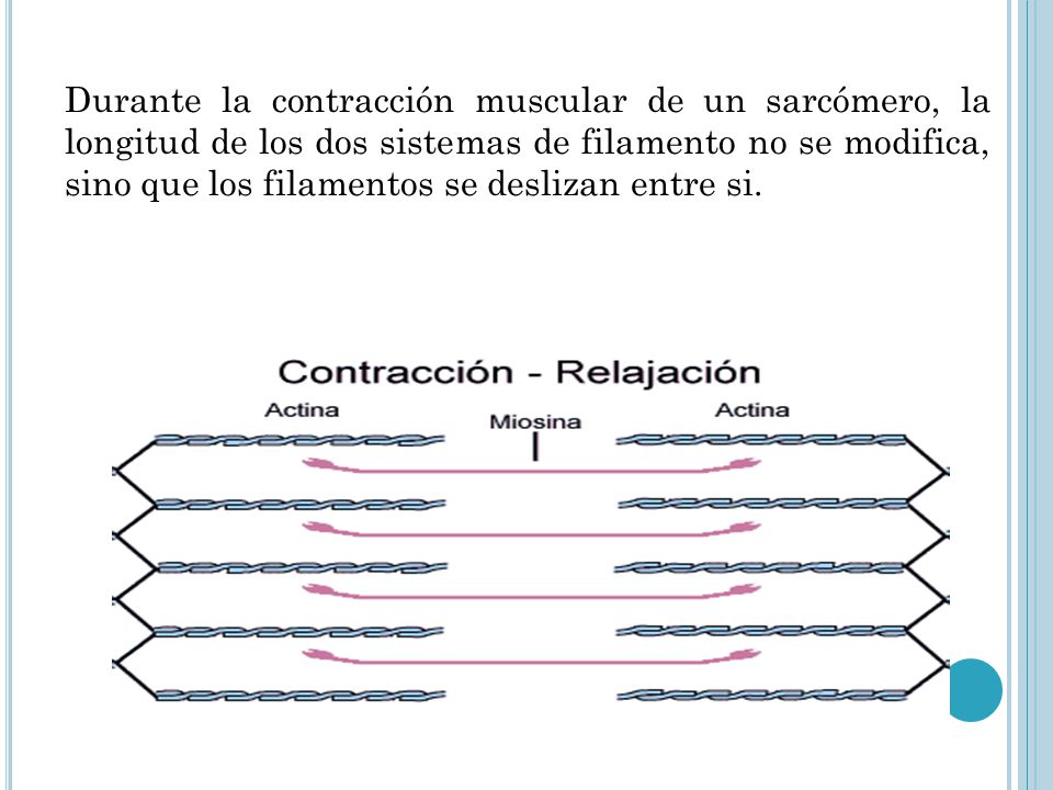 Durante la contracción muscular de un sarcómero, la longitud de los dos sistemas de filamento no se modifica, sino que los filamentos se deslizan entre si.