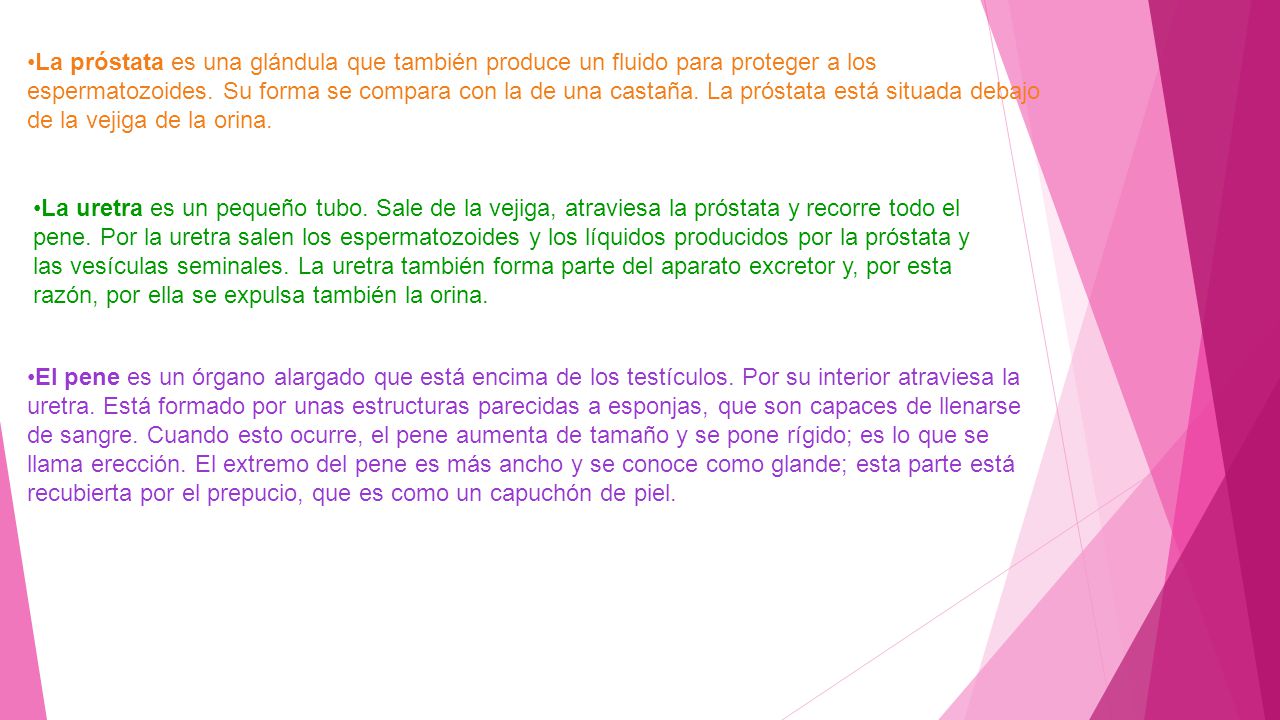 La próstata es una glándula que también produce un fluido para proteger a los espermatozoides. Su forma se compara con la de una castaña. La próstata está situada debajo de la vejiga de la orina.