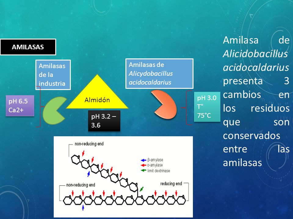 Amilasa de Alicidobacillus acidocaldarius presenta 3 cambios en los residuos que son conservados entre las amilasas
