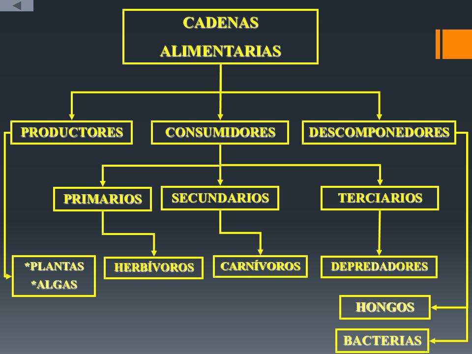CADENAS ALIMENTARIAS PRODUCTORES CONSUMIDORES DESCOMPONEDORES