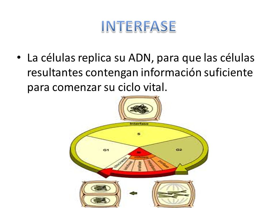 INTERFASE La células replica su ADN, para que las células resultantes contengan información suficiente para comenzar su ciclo vital.