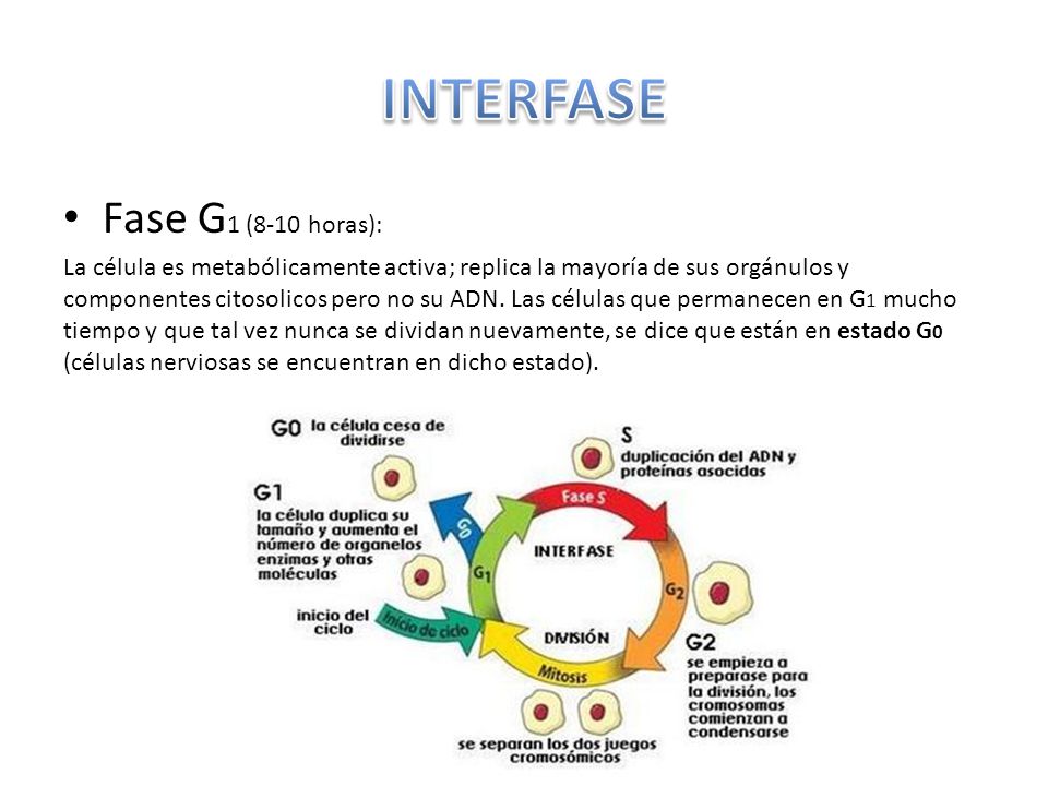 INTERFASE Fase G1 (8-10 horas):
