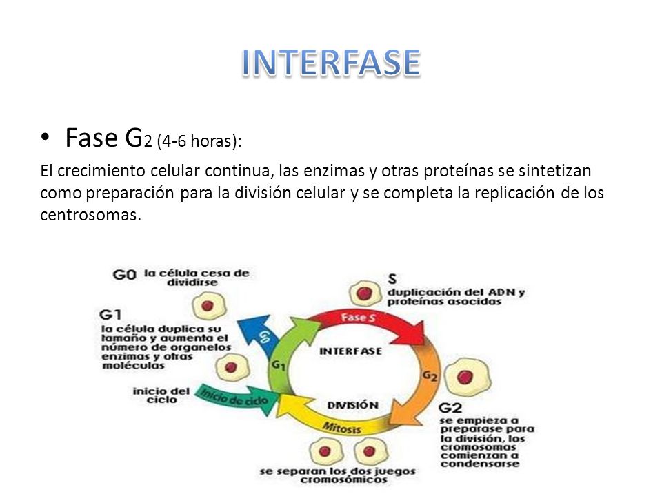 INTERFASE Fase G2 (4-6 horas):