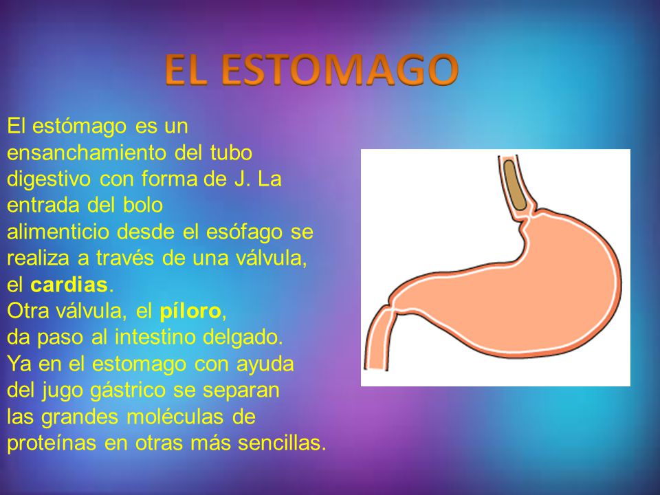 EL ESTOMAGO El estómago es un ensanchamiento del tubo digestivo con forma de J. La entrada del bolo.