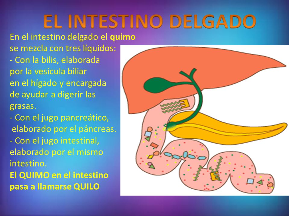 EL INTESTINO DELGADO En el intestino delgado el quimo se mezcla con tres líquidos: - Con la bilis, elaborada.