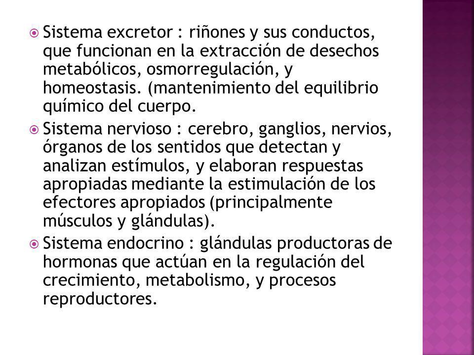 Sistema excretor : riñones y sus conductos, que funcionan en la extracción de desechos metabólicos, osmorregulación, y homeostasis. (mantenimiento del equilibrio químico del cuerpo.