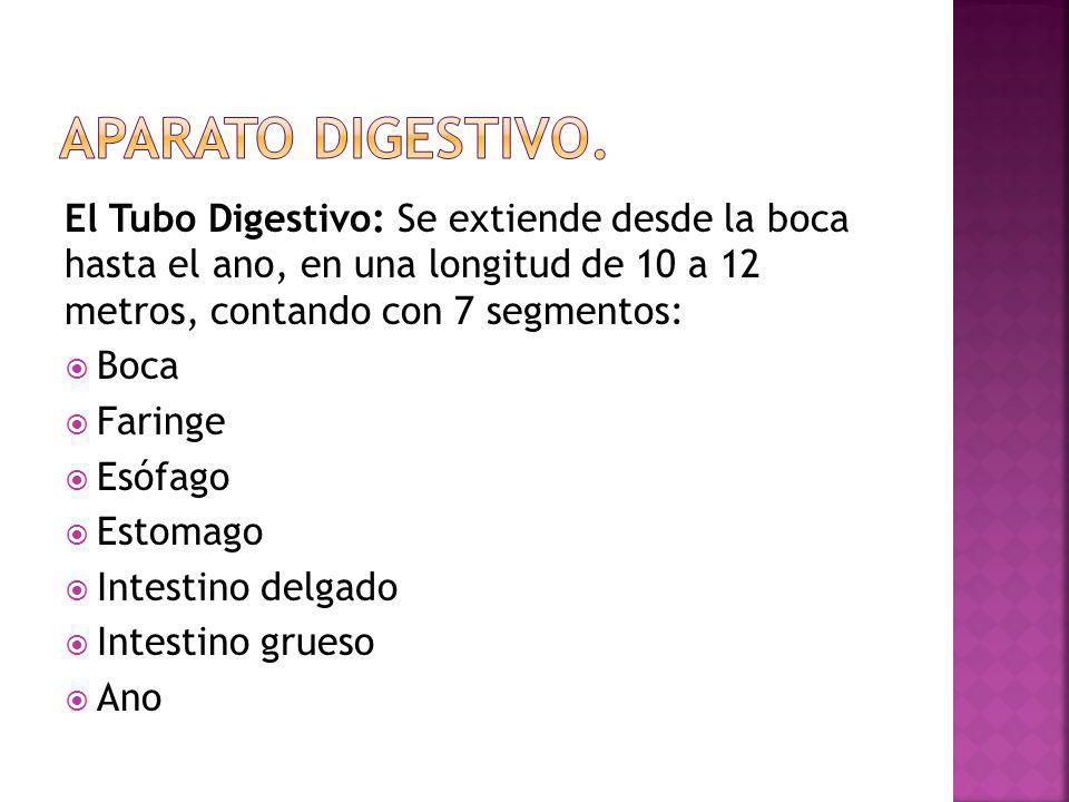 Aparato digestivo. El Tubo Digestivo: Se extiende desde la boca hasta el ano, en una longitud de 10 a 12 metros, contando con 7 segmentos: