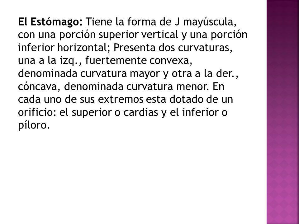 El Estómago: Tiene la forma de J mayúscula, con una porción superior vertical y una porción inferior horizontal; Presenta dos curvaturas, una a la izq., fuertemente convexa, denominada curvatura mayor y otra a la der., cóncava, denominada curvatura menor.