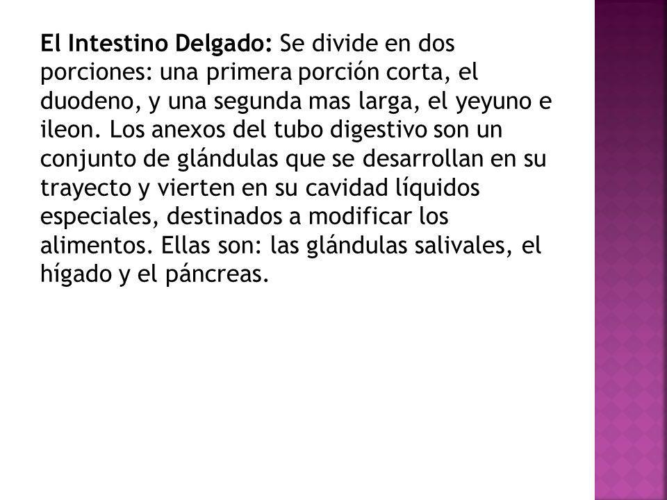 El Intestino Delgado: Se divide en dos porciones: una primera porción corta, el duodeno, y una segunda mas larga, el yeyuno e ileon.