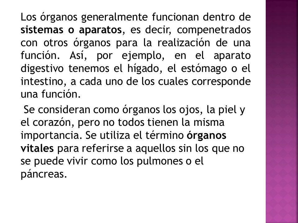 Los órganos generalmente funcionan dentro de sistemas o aparatos, es decir, compenetrados con otros órganos para la realización de una función.