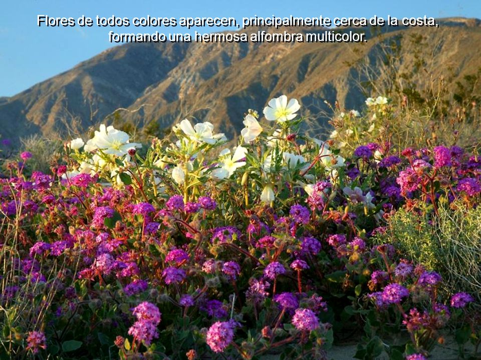 Flores de todos colores aparecen, principalmente cerca de la costa, formando una hermosa alfombra multicolor.
