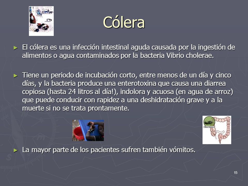 Cólera El cólera es una infección intestinal aguda causada por la ingestión de alimentos o agua contaminados por la bacteria Vibrio cholerae.