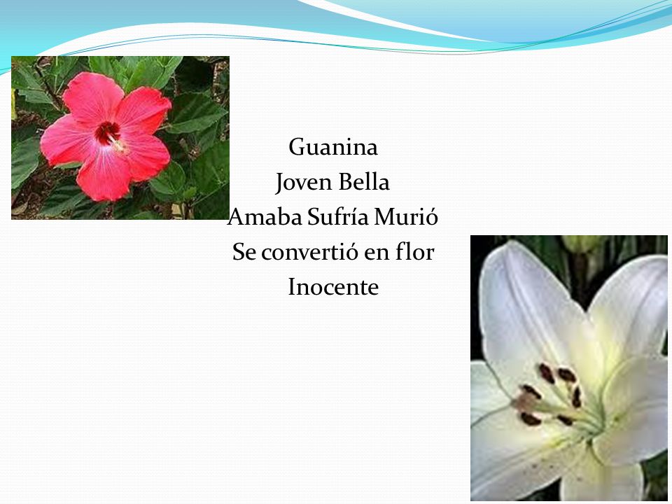 Guanina Joven Bella Amaba Sufría Murió Se convertió en flor Inocente