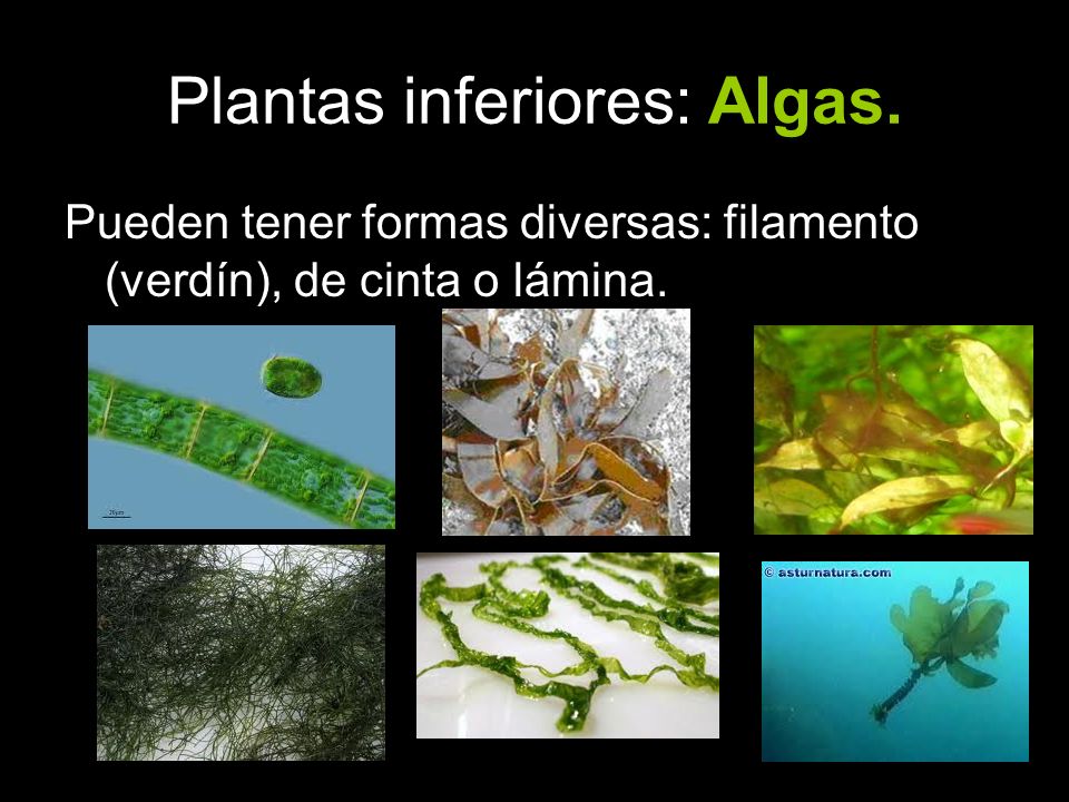 Plantas inferiores: Algas.