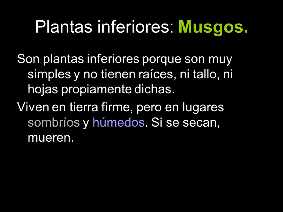 Plantas inferiores: Musgos.