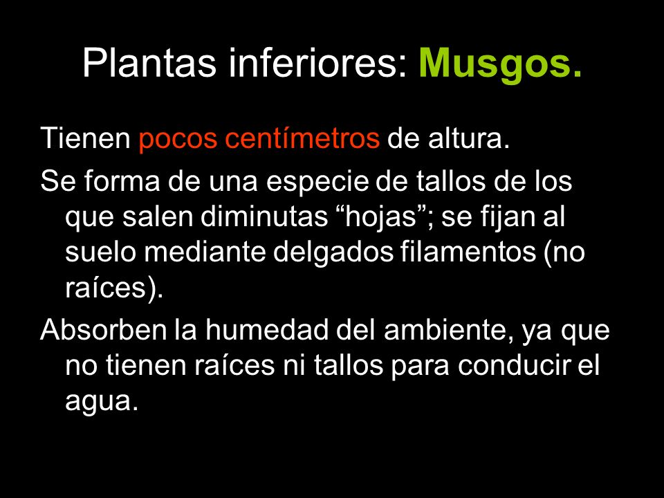 Plantas inferiores: Musgos.