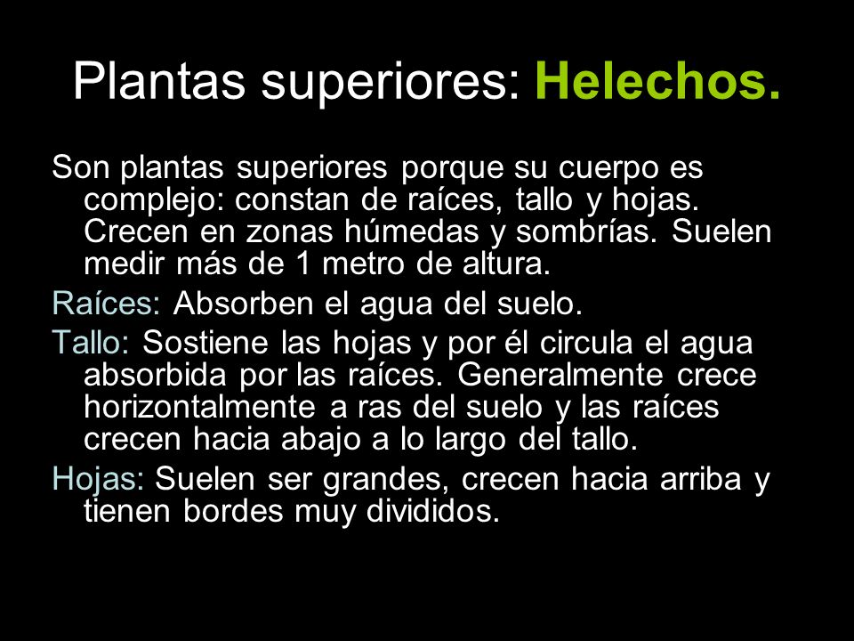 Plantas superiores: Helechos.