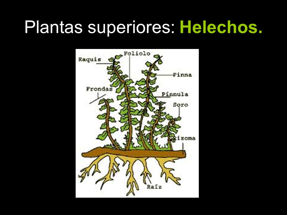 Plantas superiores: Helechos.