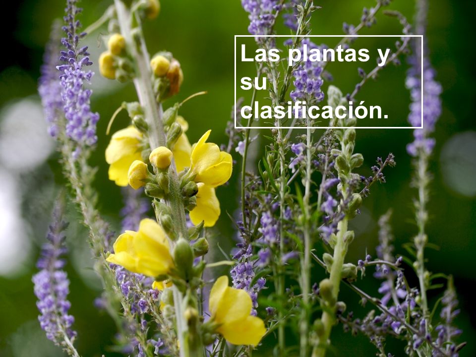 Las plantas y su clasificación.