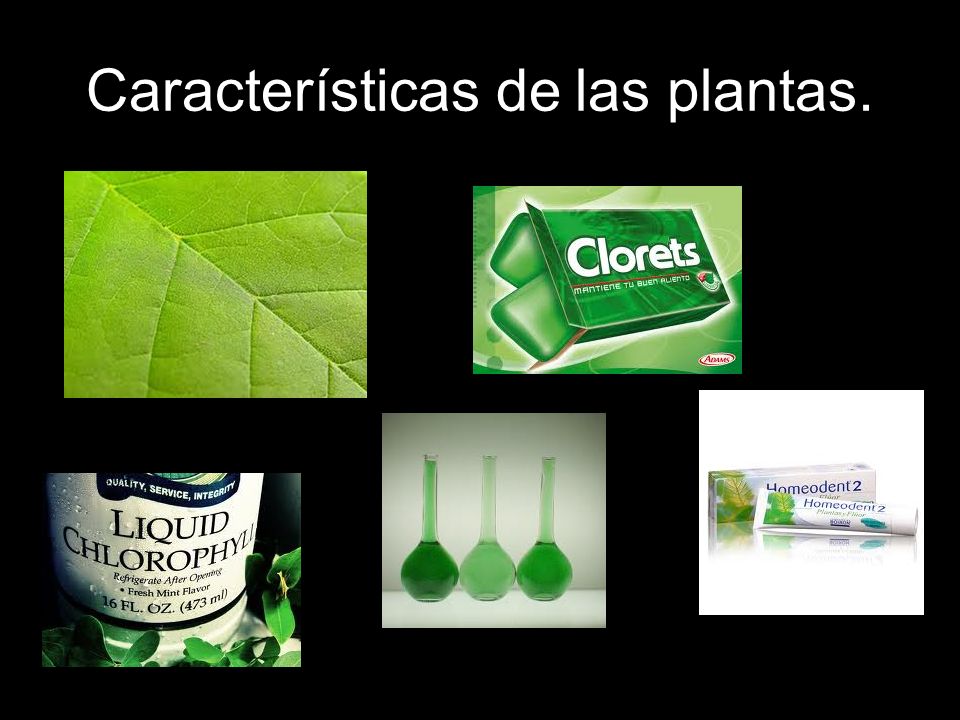Características de las plantas.