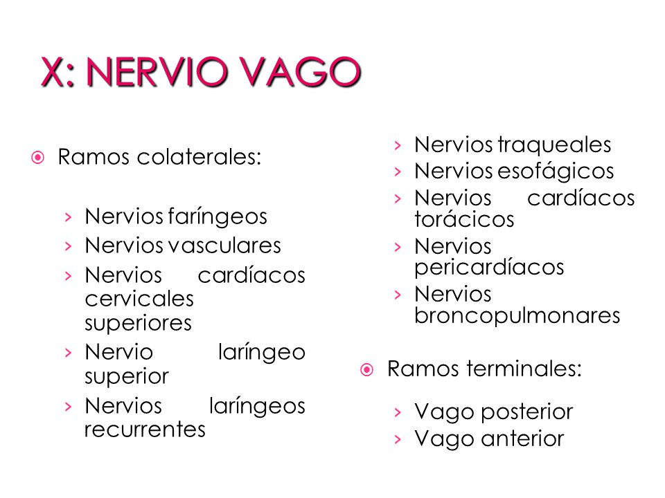 Nervios traqueales Nervios esofágicos. Nervios cardíacos torácicos. Nervios pericardíacos. Nervios broncopulmonares.