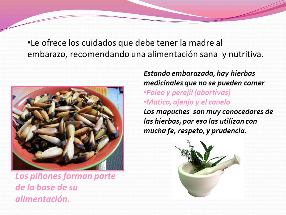 Los piñones forman parte de la base de su alimentación.