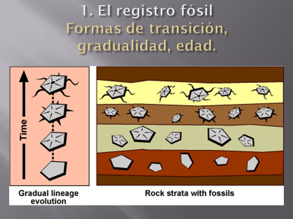 1. El registro fósil Formas de transición, gradualidad, edad.