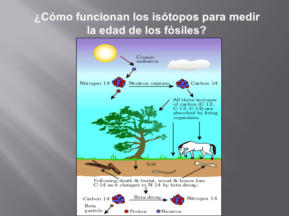 ¿Cómo funcionan los isótopos para medir la edad de los fósiles