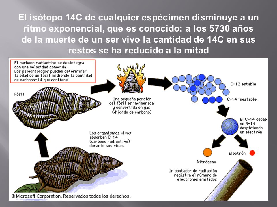 El isótopo 14C de cualquier espécimen disminuye a un ritmo exponencial, que es conocido: a los 5730 años de la muerte de un ser vivo la cantidad de 14C en sus restos se ha reducido a la mitad