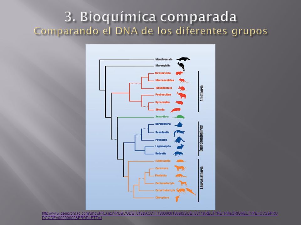 3. Bioquímica comparada Comparando el DNA de los diferentes grupos