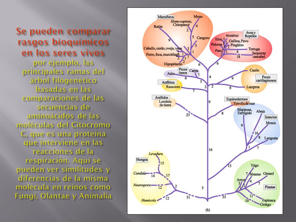 Se pueden comparar rasgos bioquímicos en los seres vivos por ejemplo, las principales ramas del árbol filogenético basadas en las comparaciones de las secuencias de aminoácidos de las moléculas del Citocromo C, que es una proteína que interviene en las reacciones de la respiración.