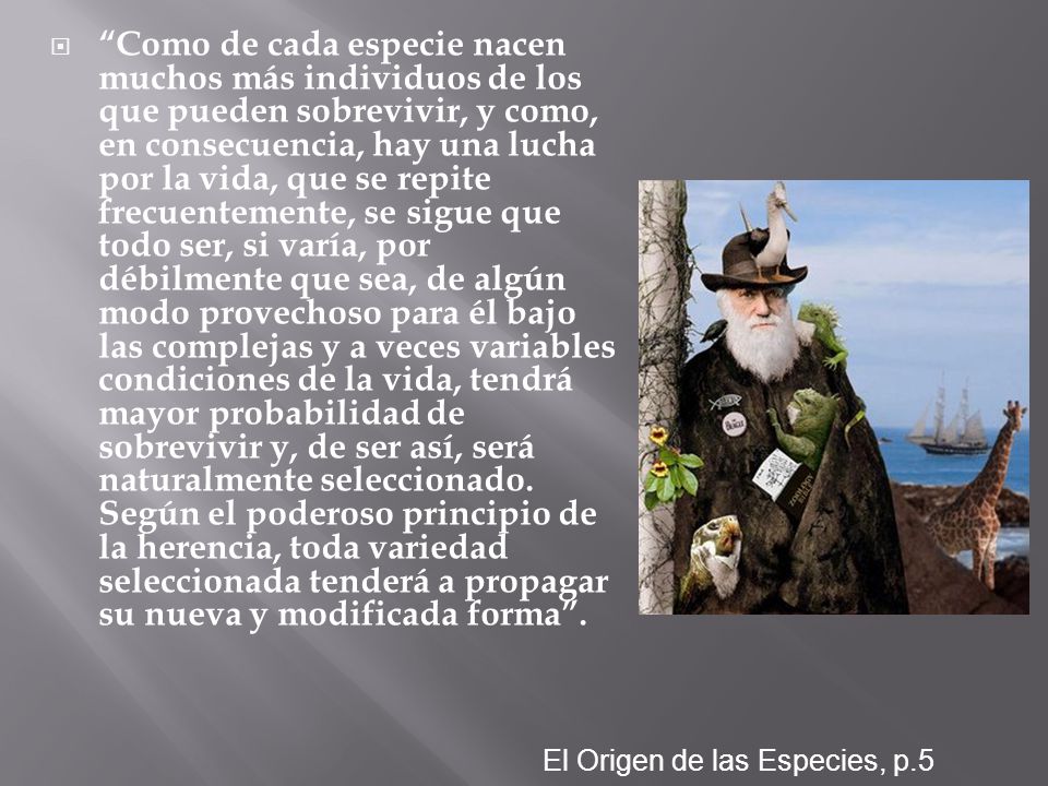 Como de cada especie nacen muchos más individuos de los que pueden sobrevivir, y como, en consecuencia, hay una lucha por la vida, que se repite frecuentemente, se sigue que todo ser, si varía, por débilmente que sea, de algún modo provechoso para él bajo las complejas y a veces variables condiciones de la vida, tendrá mayor probabilidad de sobrevivir y, de ser así, será naturalmente seleccionado. Según el poderoso principio de la herencia, toda variedad seleccionada tenderá a propagar su nueva y modificada forma .
