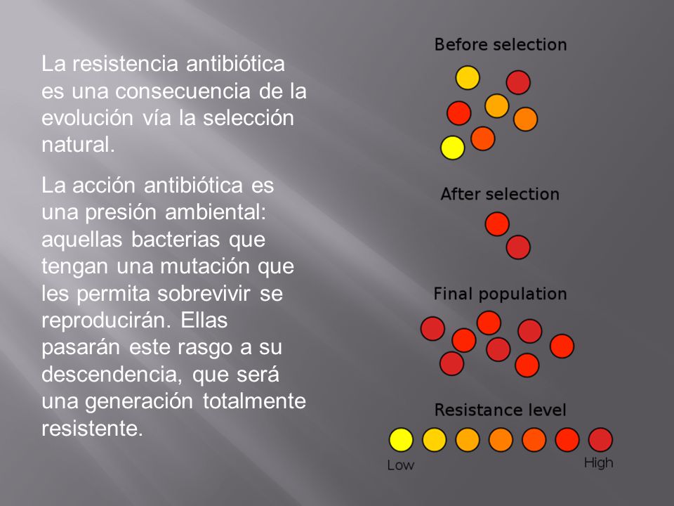 La resistencia antibiótica es una consecuencia de la evolución vía la selección natural.
