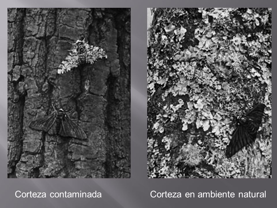 Corteza contaminada Corteza en ambiente natural