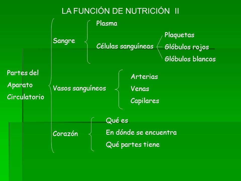 LA FUNCIÓN DE NUTRICIÓN II