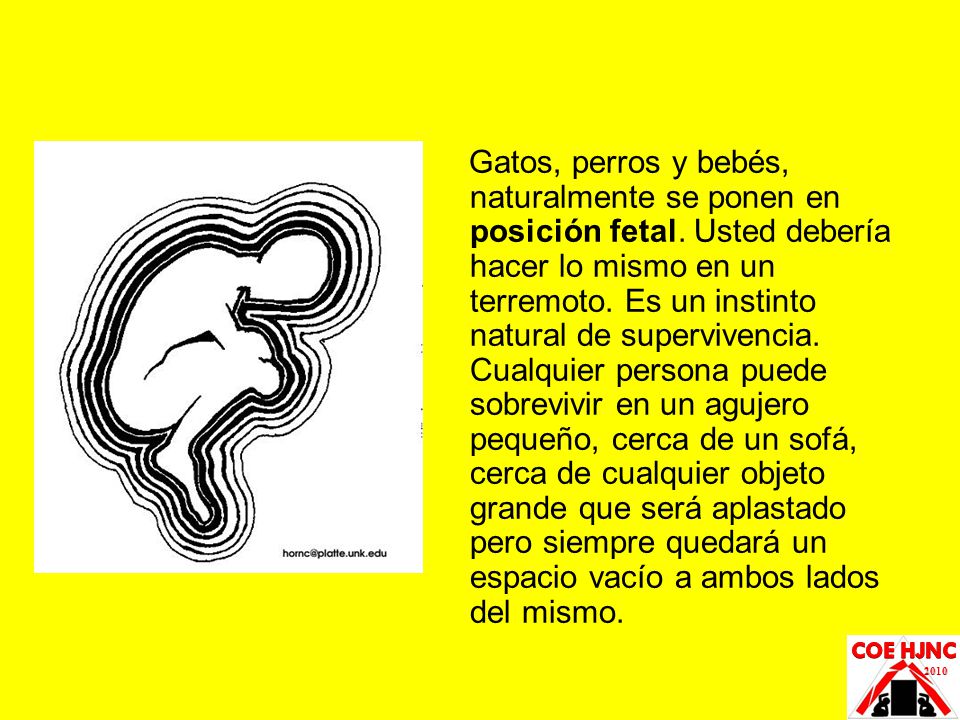 Gatos, perros y bebés, naturalmente se ponen en posición fetal