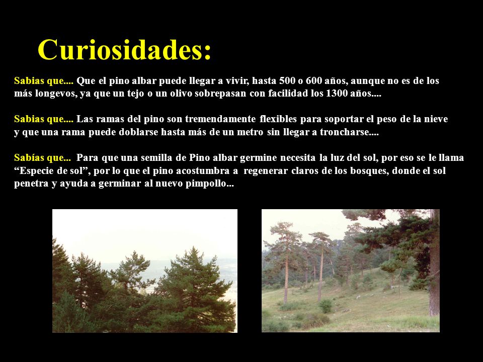 Curiosidades: Sabias que.... Que el pino albar puede llegar a vivir, hasta 500 o 600 años, aunque no es de los.