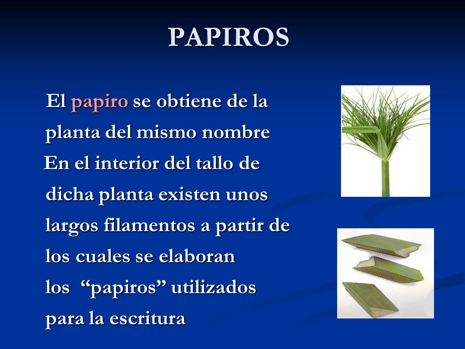 PAPIROS El papiro se obtiene de la planta del mismo nombre.