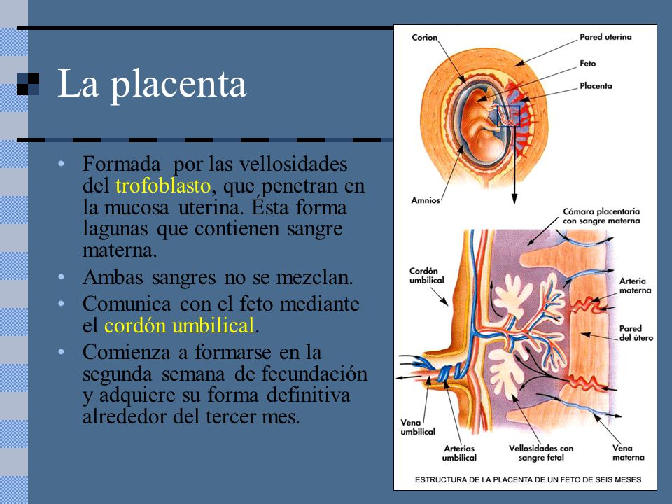La placenta Formada por las vellosidades del trofoblasto, que penetran en la mucosa uterina. Ésta forma lagunas que contienen sangre materna.
