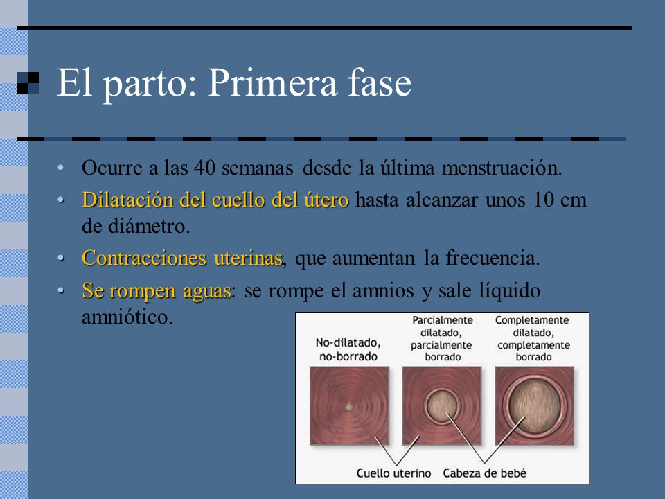 El parto: Primera fase Ocurre a las 40 semanas desde la última menstruación. Dilatación del cuello del útero hasta alcanzar unos 10 cm de diámetro.