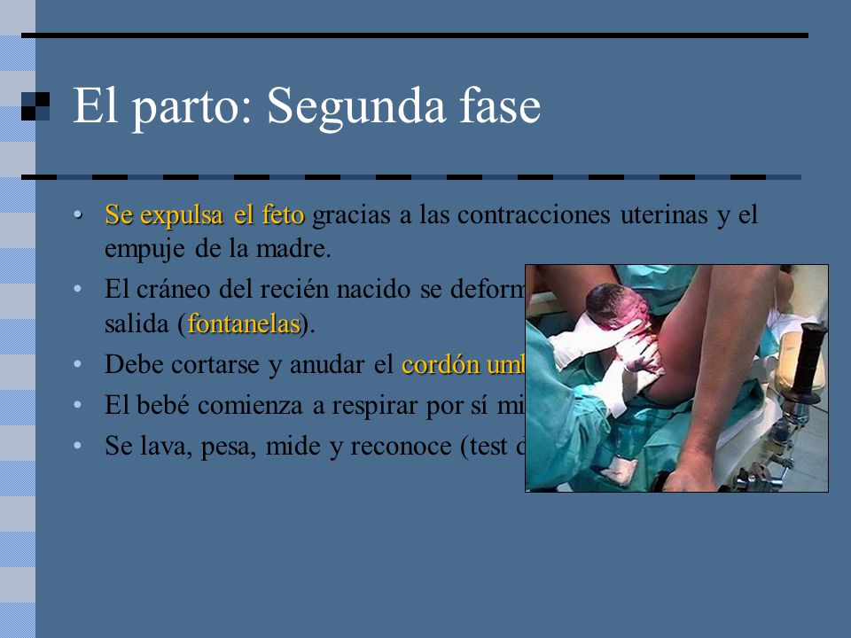 El parto: Segunda fase Se expulsa el feto gracias a las contracciones uterinas y el empuje de la madre.