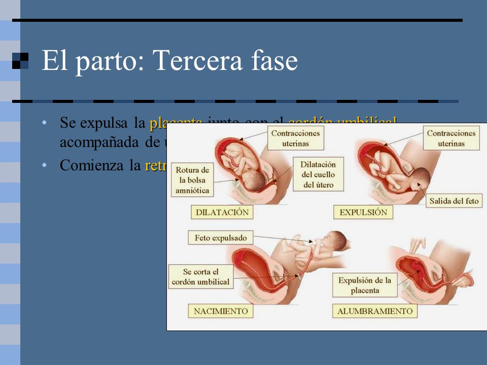 El parto: Tercera fase Se expulsa la placenta junto con el cordón umbilical, acompañada de una pequeña hemorragia (Alumbramiento).