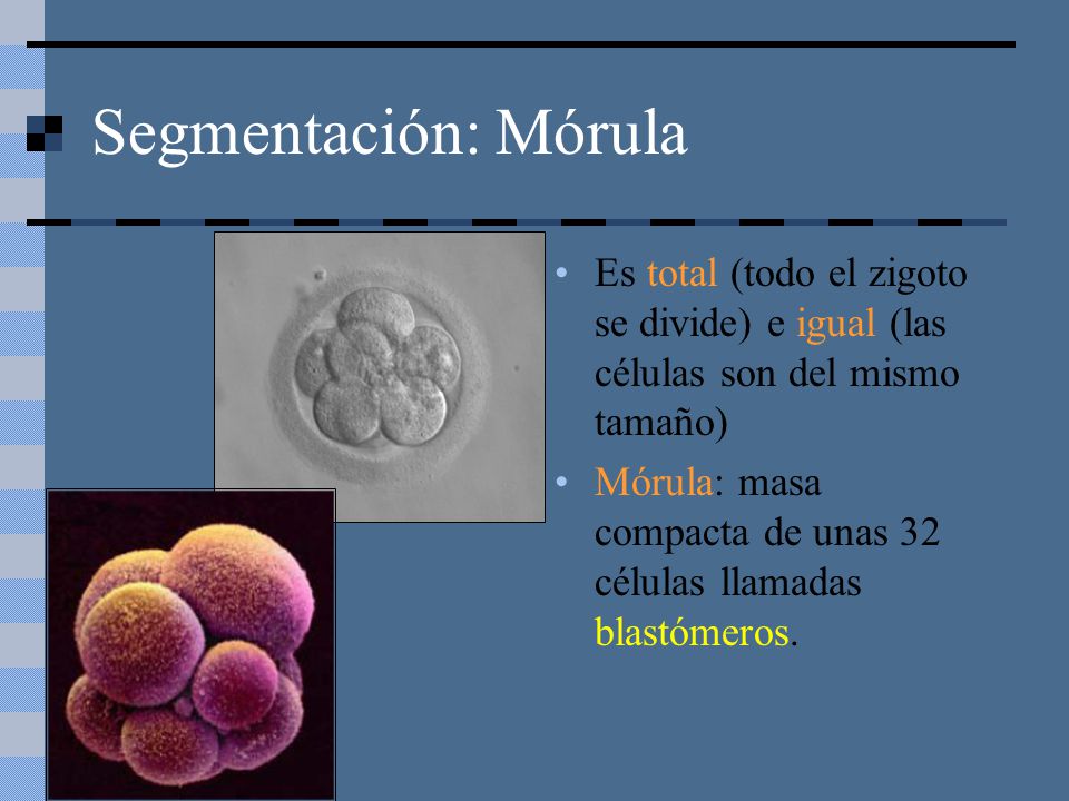 Segmentación: Mórula Es total (todo el zigoto se divide) e igual (las células son del mismo tamaño)