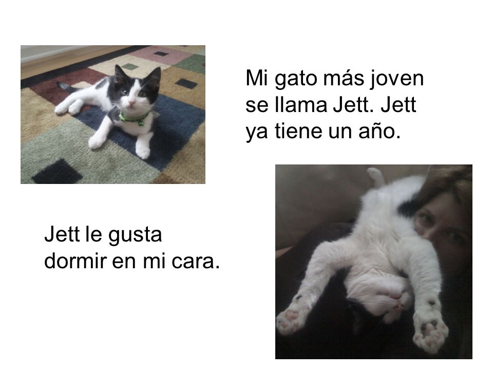 Mi gato más joven se llama Jett. Jett ya tiene un año.