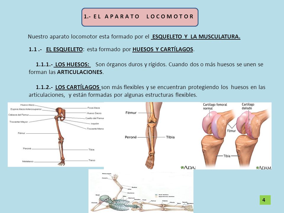 EL ESQUELETO: esta formado por HUESOS Y CARTÍLAGOS.